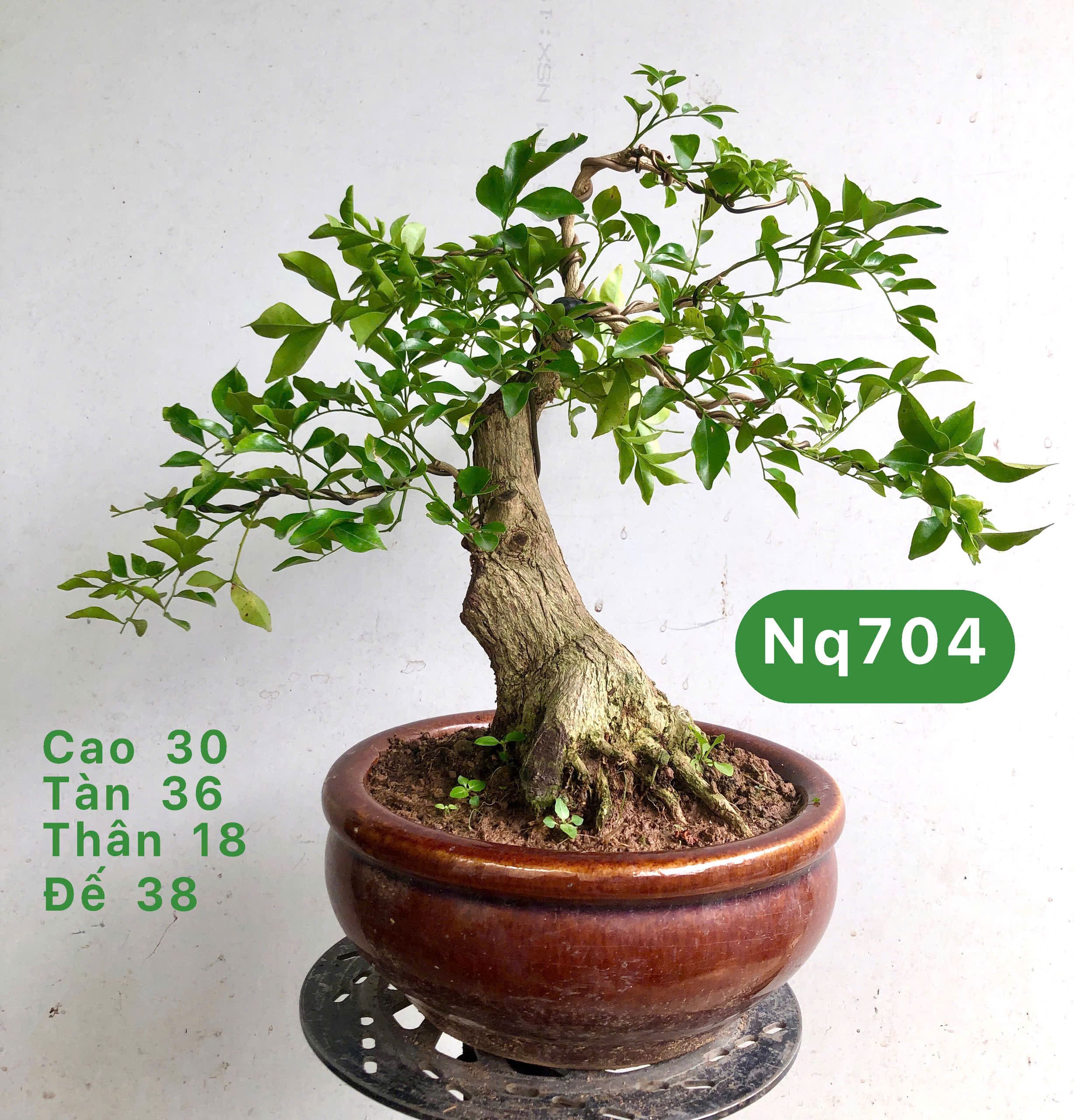 Tổng hợp cây bonsai để bàn